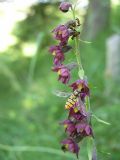 Epipactis atrorubens