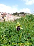 Ophrys incubacea