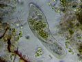 Paramecium sp.