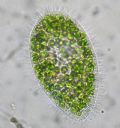 Paramecium bursaria