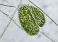 Paramecium bursaria