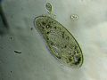 Paramecium sp.