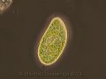 Paramecium bursaria