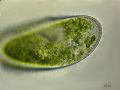 Paramecium bursaria