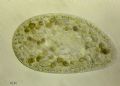 Paramecium bursaria