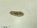 Paramecium caudatum