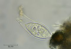 Vaginicolidae