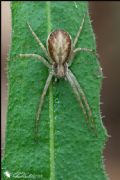 Philodromus sp.