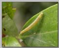 Colias sp.