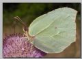 Gonepteryx cleopatra