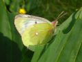 Colias phicomone