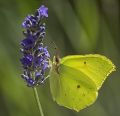 Gonepteryx rhamni