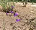 Polygala vulgaris