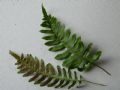 Polypodium vulgare