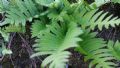 Polypodium interjectum