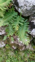 Polypodium interjectum