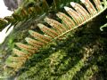 Polypodium vulgare