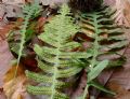 Polypodium intejectum