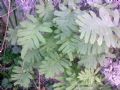 Polypodium cambricum