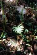 Polypodium cambricum