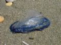 Velella velella