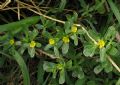 Portulaca oleracea