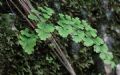 Adiantum capillus-veneris