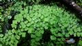 Adiantum capillus-veneris