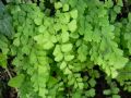 Adiantum capillus-veneris