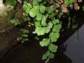 Adiantum capillus-veneris