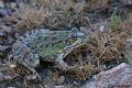 Pelophylax perezi