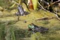 Lithobates catesbeianus