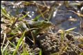 Pelophylax sp.