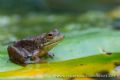 Lithobates catesbeianus