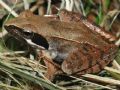 Rana latastei