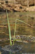 Rana latastei