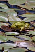 Pelophylax lessonae bergeri