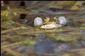 Pelophylax kl. hispanicus