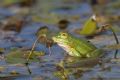 Pelophylax lessonae