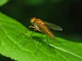 Chrysopilus sp.