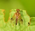 Chrysopilus luteolus (cfr.)