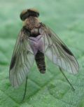 Chrysopilus cfr splendidus