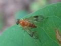 Chrysopilus laetus