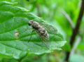 Chrysopilus sp.