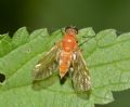 Chrysopilus laetus