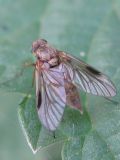 Chrysopilus cfr. splendidus