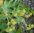 Alchemilla sp.