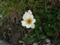 Dryas octopetala