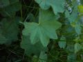 Alchemilla sp.