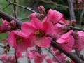 Chaenomeles japonica